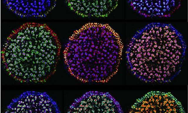 Cells form through Scission