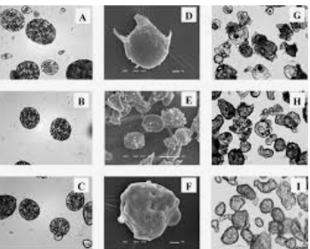 The Jesuit priest Athanasius Kircher and the Dutch naturalist Jan Swammerdam made a discover