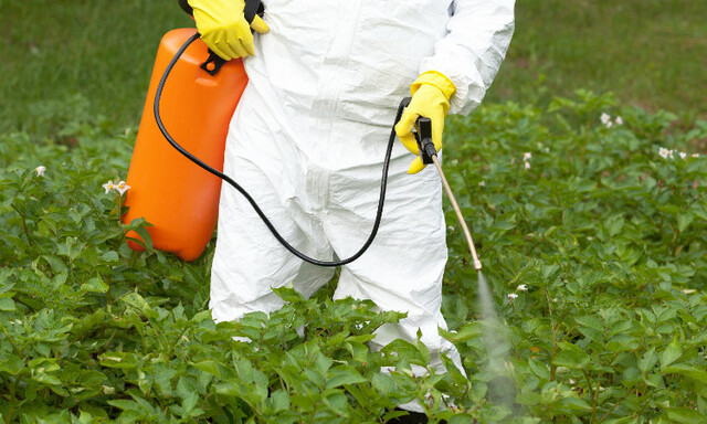 Se encuentra Glisofato en productos MASECA