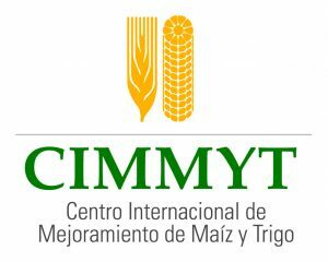Surje el CIMMYT