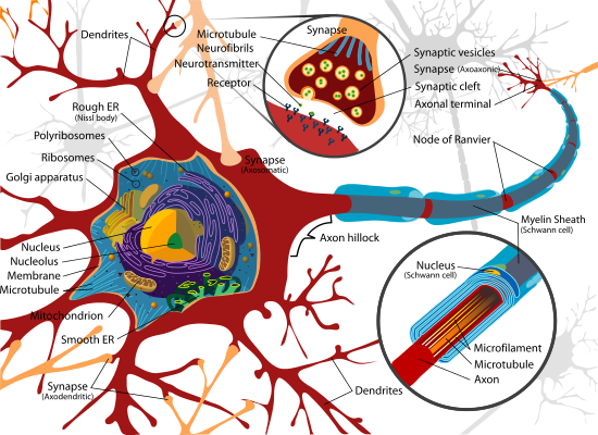 Introduction of the Term "neurons"