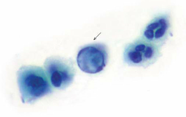 Athanasius Kircher showed that maggots and other creatures develop decaying tissue