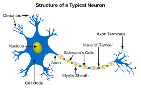 The nerve Cell bodies