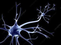 nerve cell body and its prolongations form an independent unit