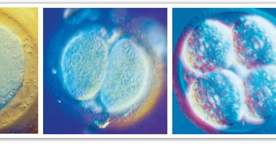 The idea that cells were created by pre existing cells (1850s)