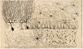 neuron theory