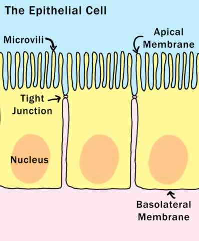 Abbot of Felice glimpsed nucleus epithelial cells