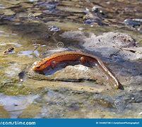 longitudinal splitting of salamander