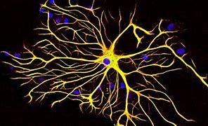 Waldeyer introduced the term ‘‘neurons’