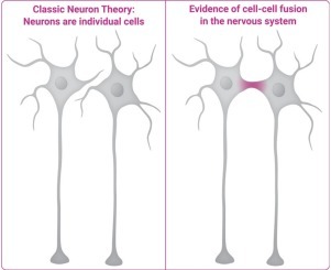 Joseph Gerlach expands Kölliker’s perspective
