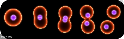 The "free cell formation" theory is refuted