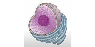 Cell Nucleus Discovered