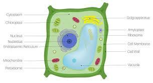 Plant Cells Discovered
