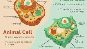Plant and Animal Cells