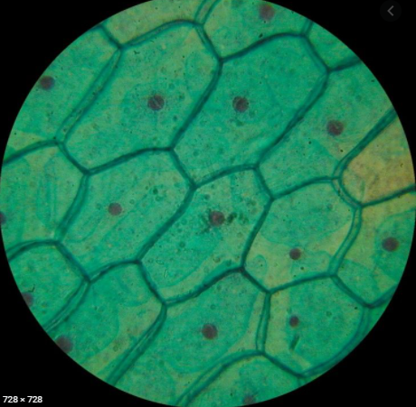 Microscopy greatly improved