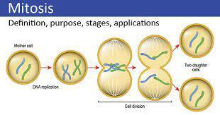 Walther Flemming and the term ‘‘mitosis’’