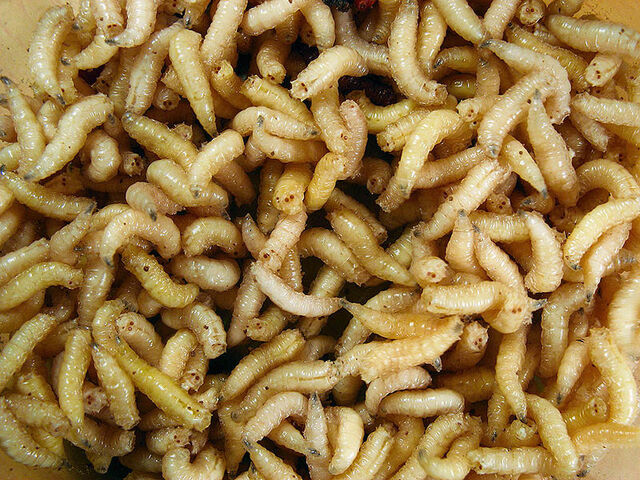 Maggots develop in decaying tissues