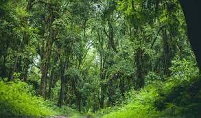 Desarrollo  Forestal  Sustentable