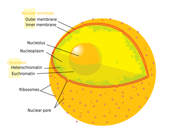 Noticed that the nucleus is necessary to living cells