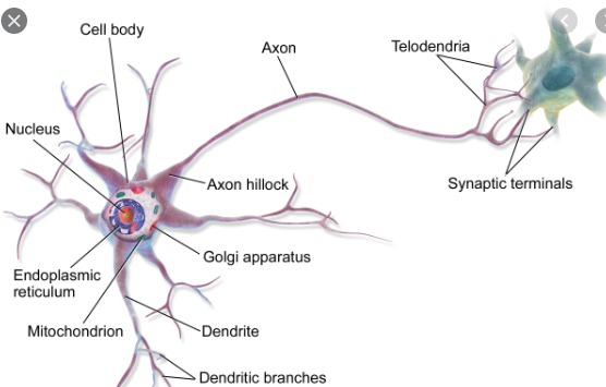 the term neuron is introduced