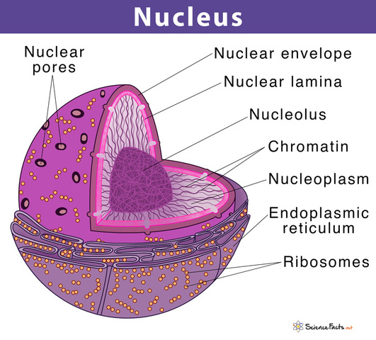 Recognition of the nucleus as an essential constituent of living cells