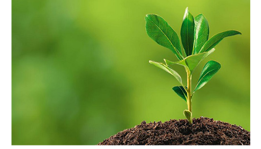 Surgimiento de las políticas ambientales en México.