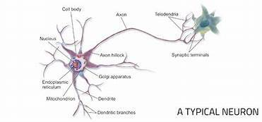 Neurons