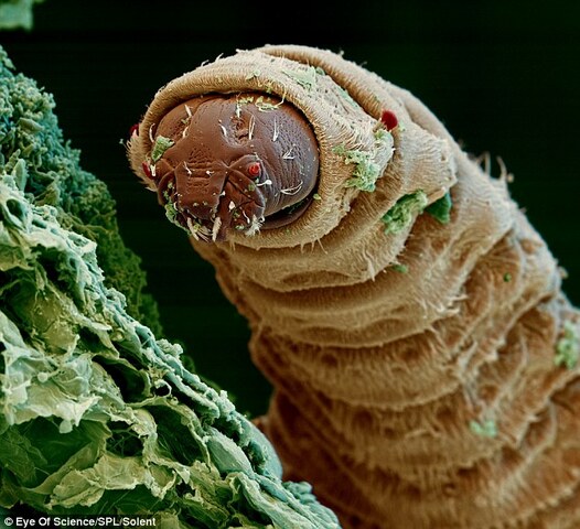 Maggots in tissues