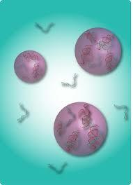 Cells are formed through scission