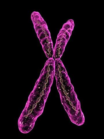 chromosome term was introduced