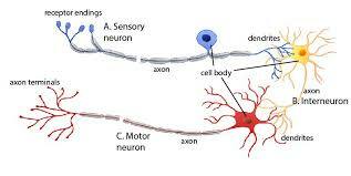 Kölliker sensory and motor cells