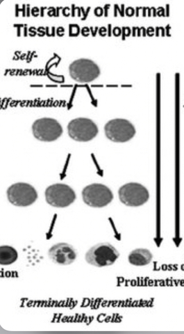Basis of the Theory of Tissue Formation