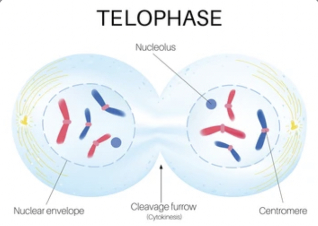 Identifying Telophase