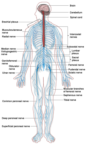 Nervous System Network