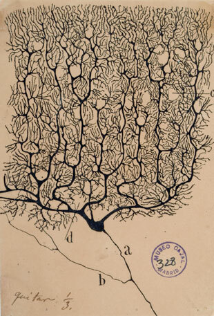 Neuron Theory Introduction