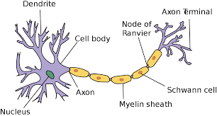 Wilhelm nerve-cell body and prolongations form