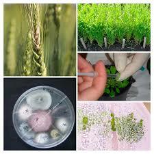 Estudio de microorganismos en plantas