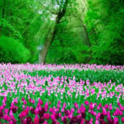 Timeline: LAS PLANTAS Y SUS AVANCES.