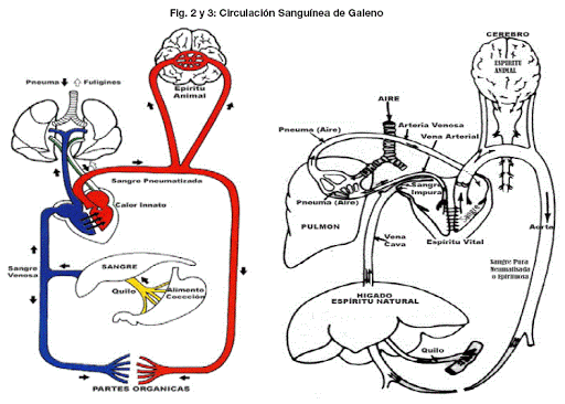 Circulación sanguínea (William Harvey)