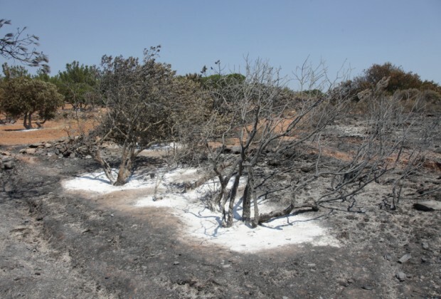 burnt mastic trees