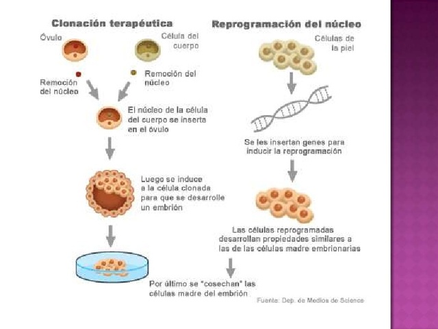 “Clonación posicional”