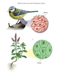 "Todas las plantas y animales están constituidos por células"