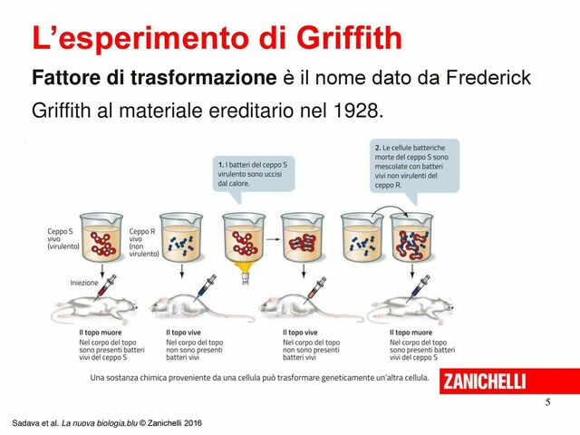 Esperimento di Griffith