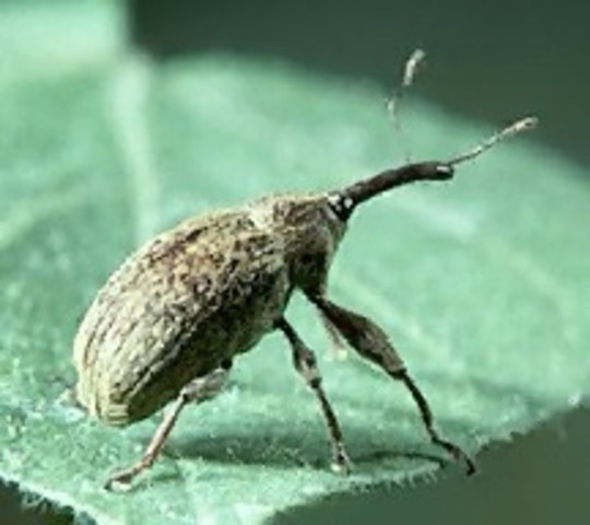 Boll Weevil