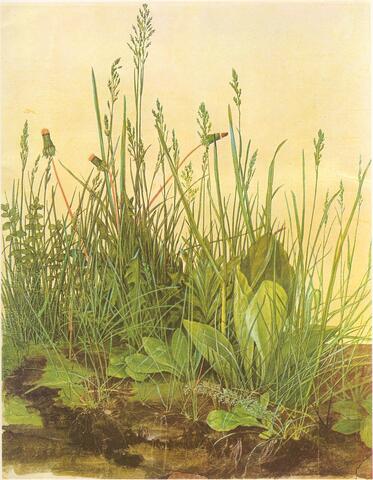 ESTUDIS D'ALBRECHT DÜRER