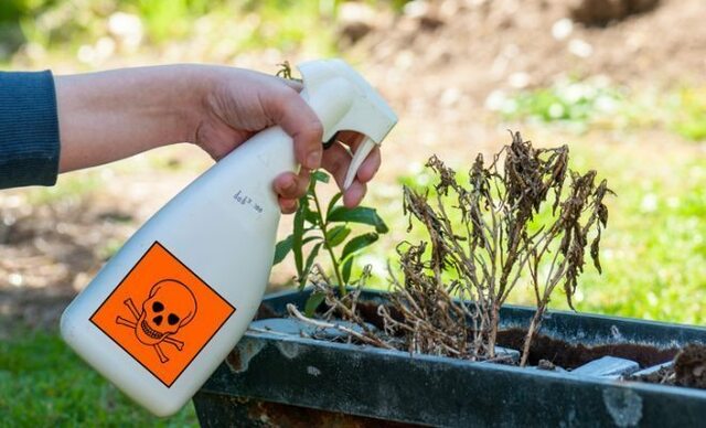 Auge del movimiento ecologista