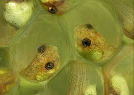 Jan Swammerdam saw that a frog embryo existed of globular particles.