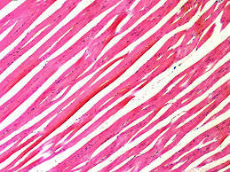 Theodore Schwann stated that tissue was made up of cells