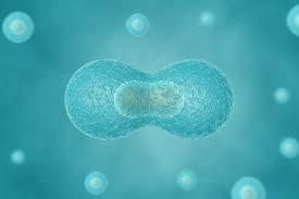 Robert Remak refuted the “free cell formation” theory