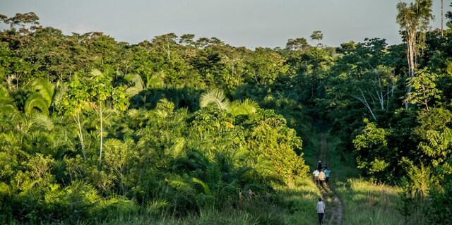 Acuerdo por el que se prorroga y modifica el Acuerdo sobre Planificación y Aprovechamiento y Utilización de Áreas Forestales Tropicales, del 17 de agosto de 1978.
